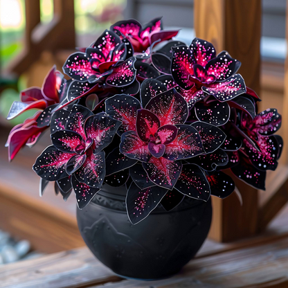 🌌 Rare Galaxy Polka Dot Begonia – Stunning Foliage for Stylish Spaces ☘️✨
