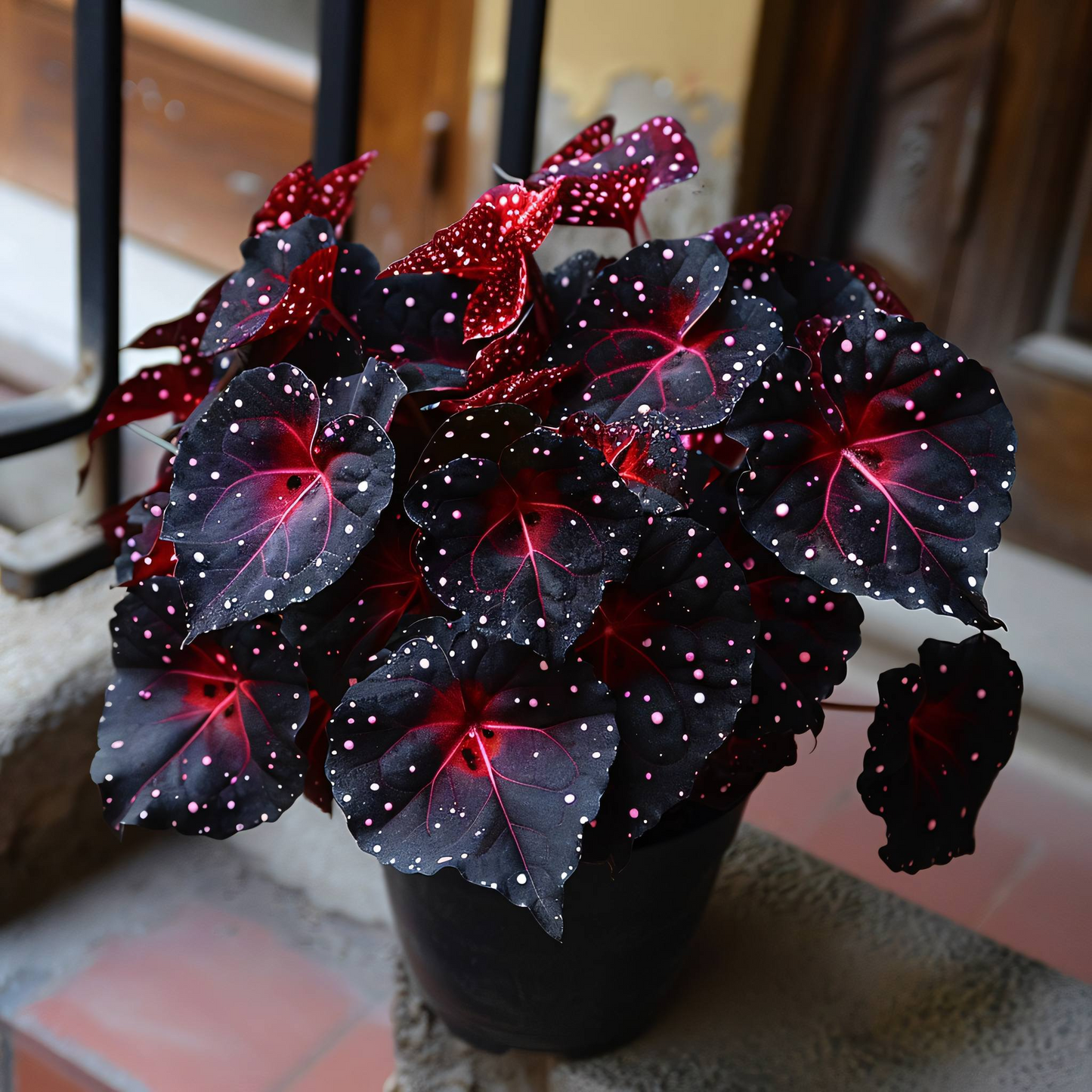 🌌 Rare Galaxy Polka Dot Begonia – Stunning Foliage for Stylish Spaces ☘️✨