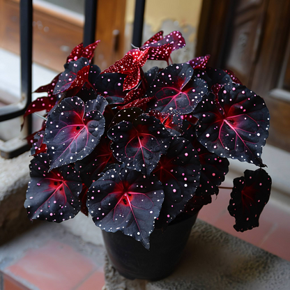 🌌 Rare Galaxy Polka Dot Begonia – Stunning Foliage for Stylish Spaces ☘️✨