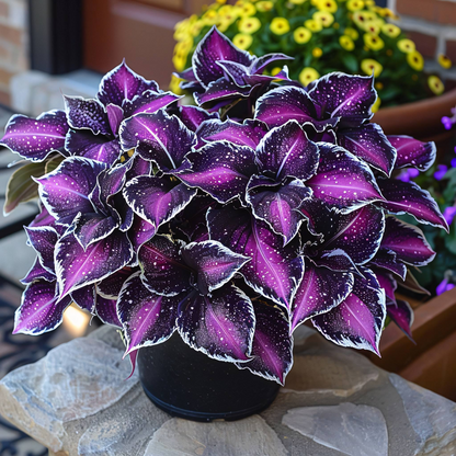 🌌 Rare Galaxy Polka Dot Begonia – Stunning Foliage for Stylish Spaces ☘️✨
