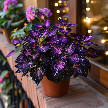 🌌 Rare Galaxy Polka Dot Begonia – Stunning Foliage for Stylish Spaces ☘️✨