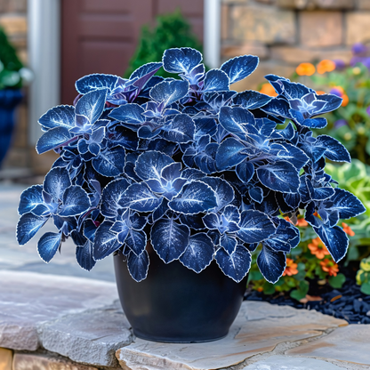 🌌 Rare Galaxy Polka Dot Begonia – Stunning Foliage for Stylish Spaces ☘️✨