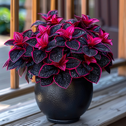 🌌 Rare Galaxy Polka Dot Begonia – Stunning Foliage for Stylish Spaces ☘️✨