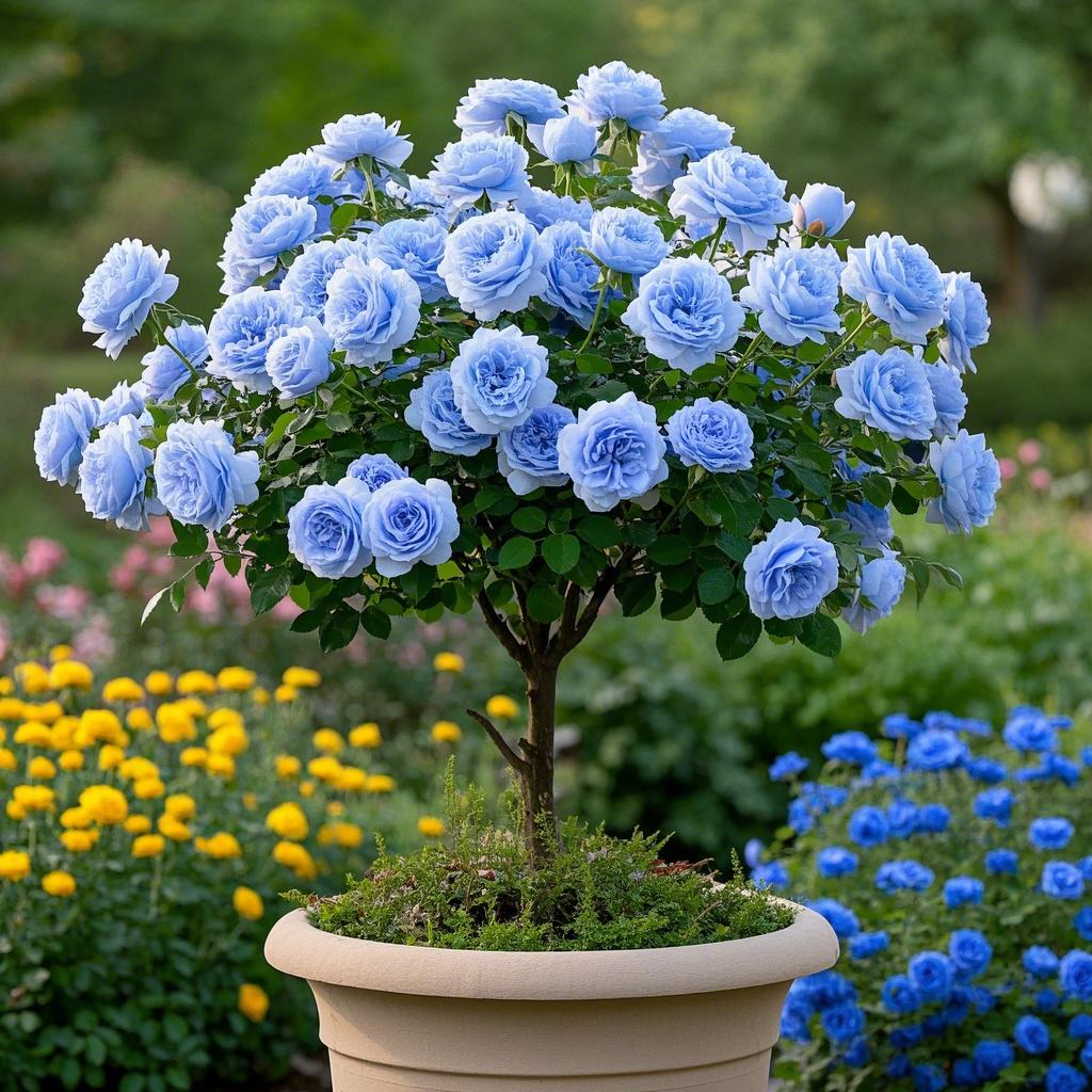 Lollipop Rose 🌺🍭 Perfect Garden Plant