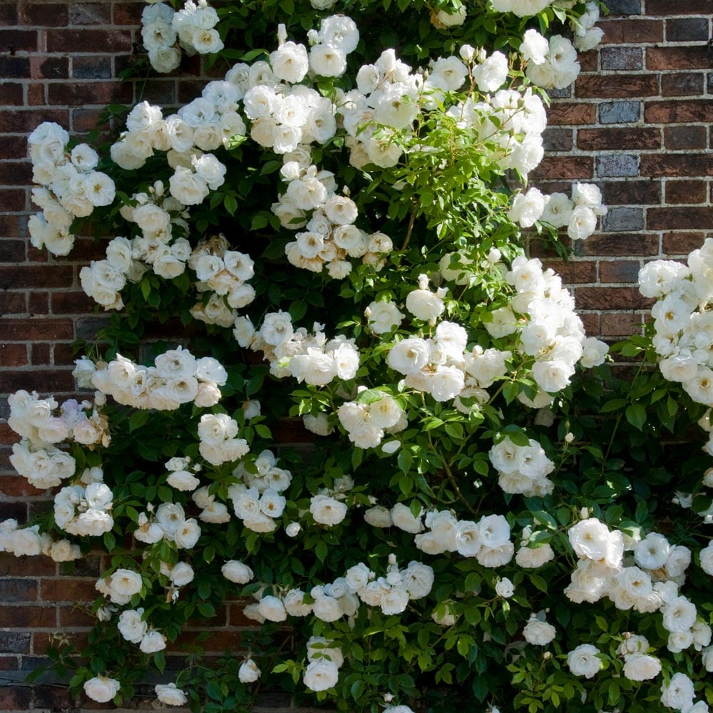 56% OFF✨Rare Climbing Rose Seeds🌹