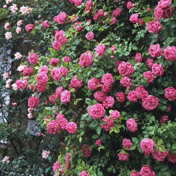 56% OFF✨Rare Climbing Rose Seeds🌹