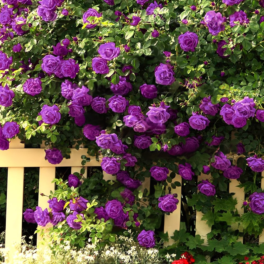 56% OFF✨Rare Climbing Rose Seeds🌹