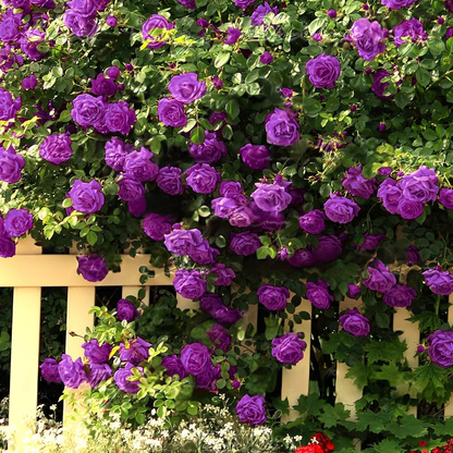 56% OFF✨Rare Climbing Rose Seeds🌹