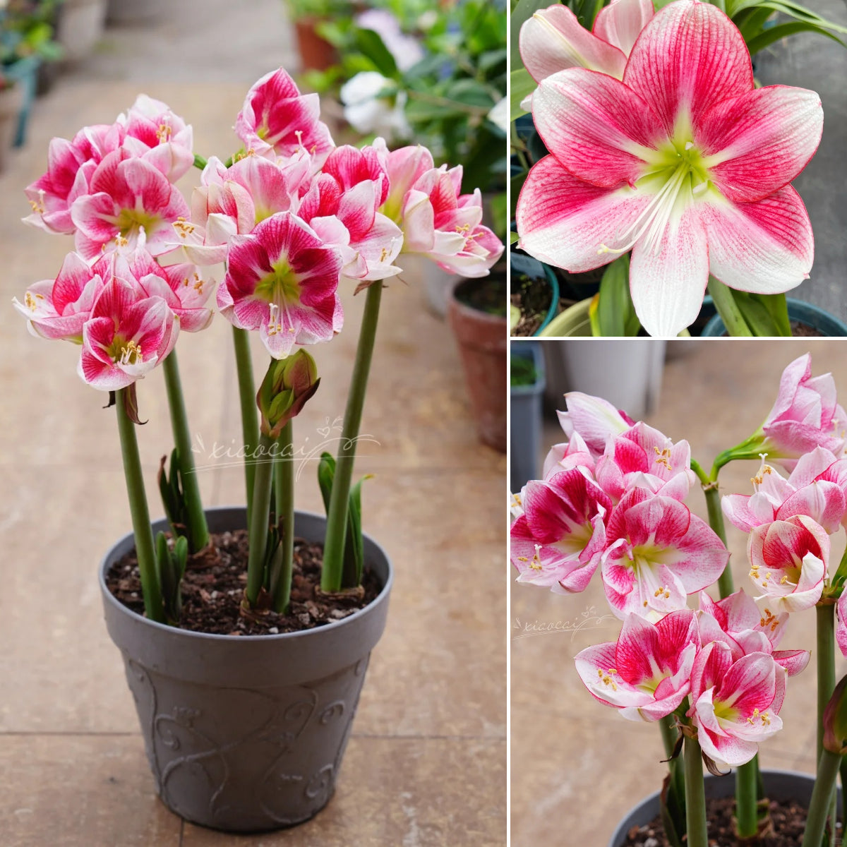 🌺 Amaryllis Bulbs | Grow Bold, Beautiful Blooms