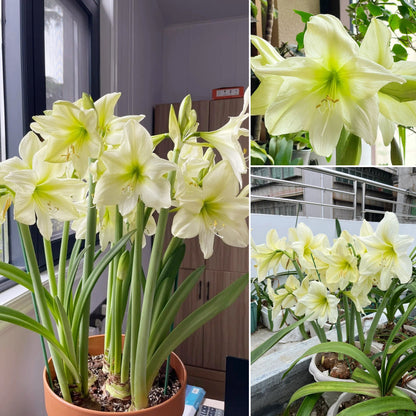 🌺 Amaryllis Bulbs | Grow Bold, Beautiful Blooms