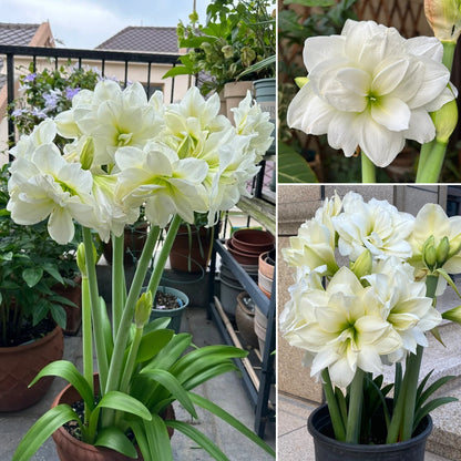 🌺 Amaryllis Bulbs | Grow Bold, Beautiful Blooms