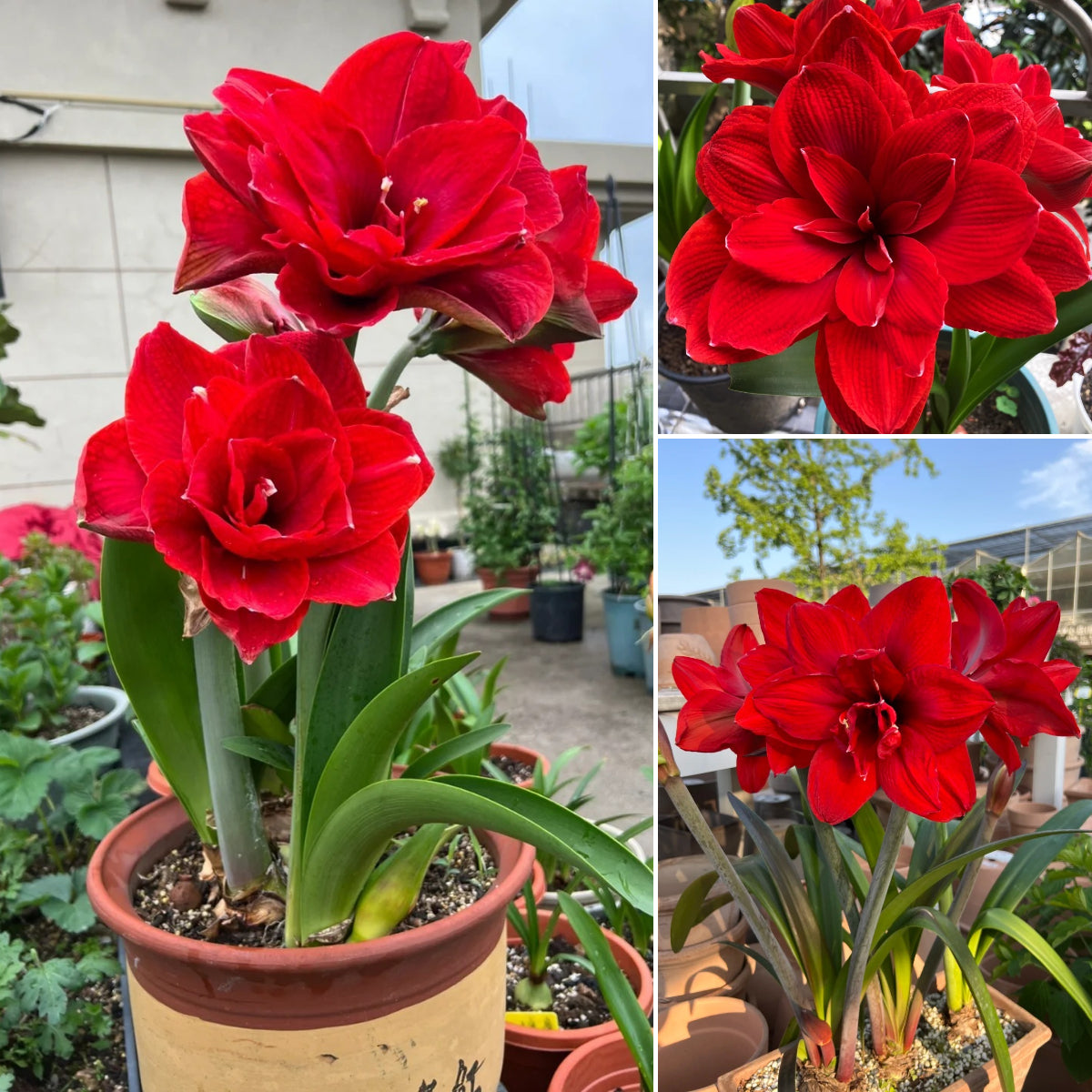 🌺 Amaryllis Bulbs | Grow Bold, Beautiful Blooms