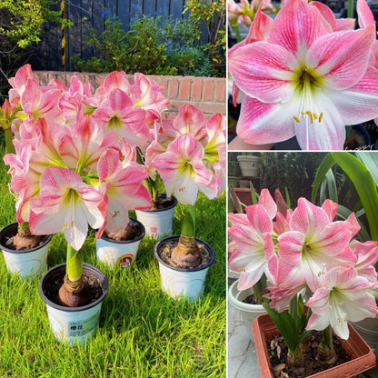 🌺 Amaryllis Bulbs | Grow Bold, Beautiful Blooms