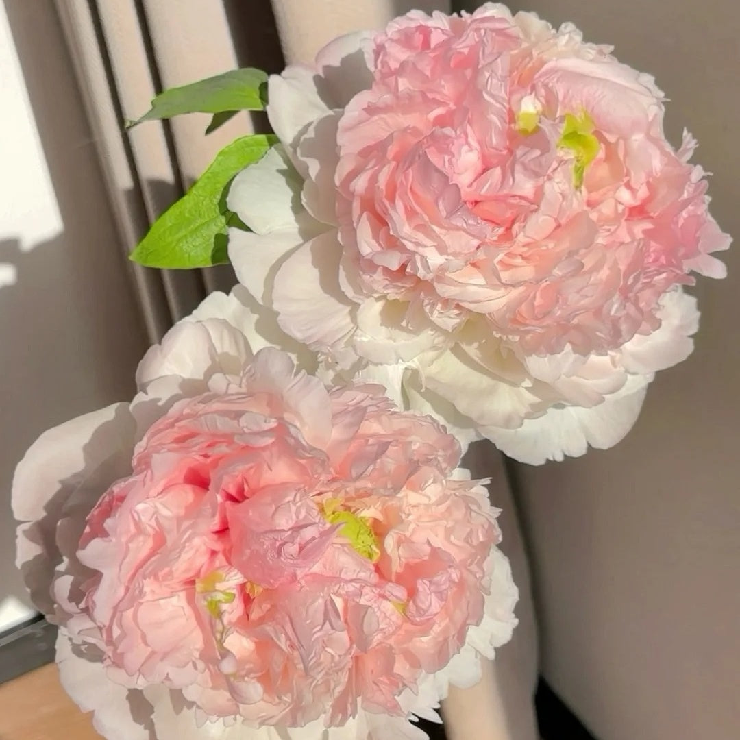 🌸Plant Peonies Once, Enjoy Blooms for Years