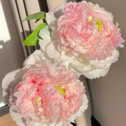 🌸Plant Peonies Once, Enjoy Blooms for Years