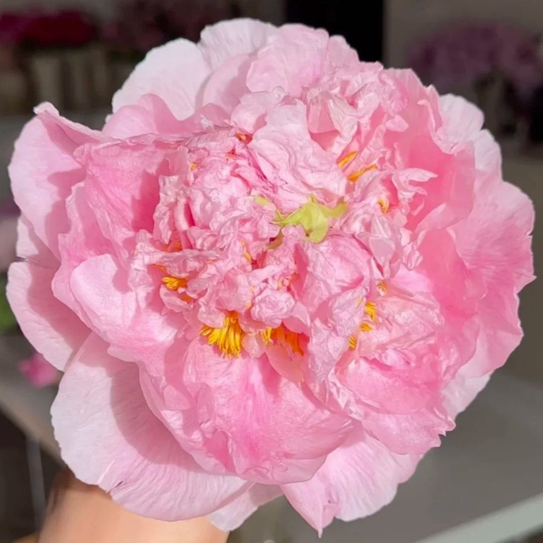 🌸Plant Peonies Once, Enjoy Blooms for Years