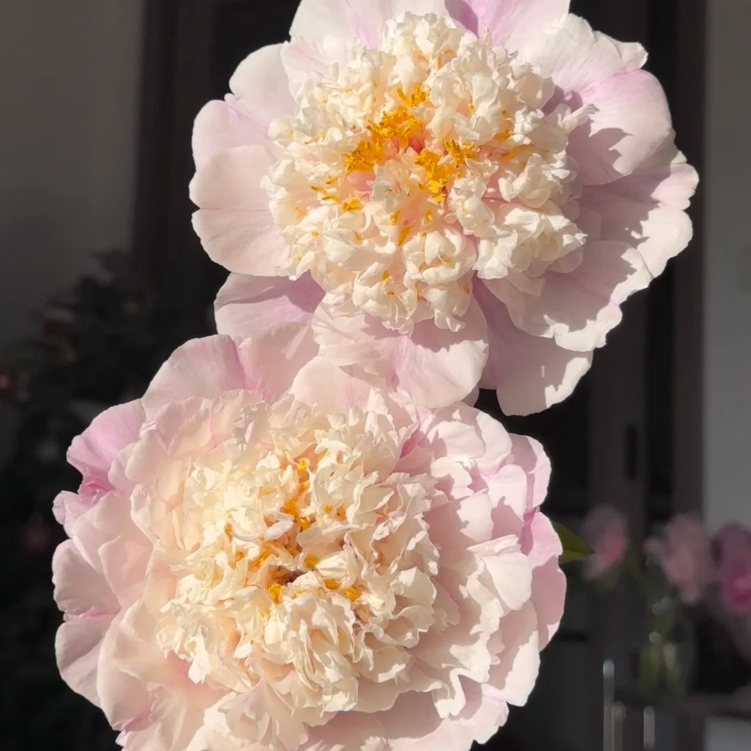 🌸Plant Peonies Once, Enjoy Blooms for Years