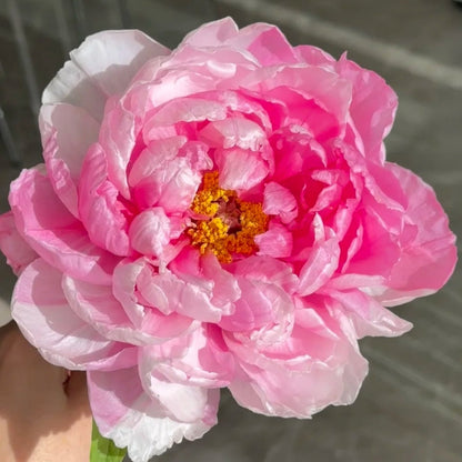🌸Plant Peonies Once, Enjoy Blooms for Years
