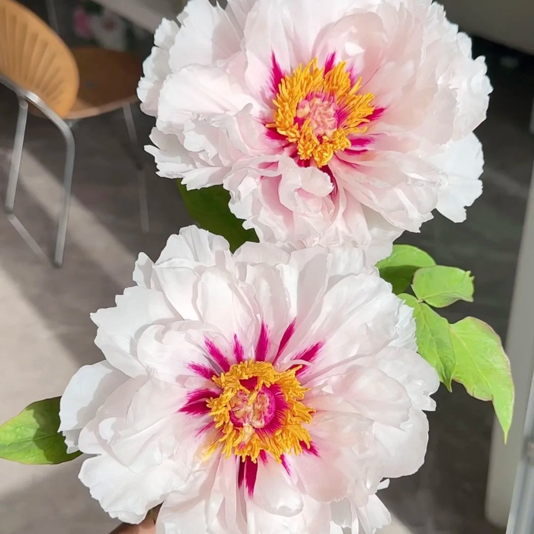 🌸Plant Peonies Once, Enjoy Blooms for Years