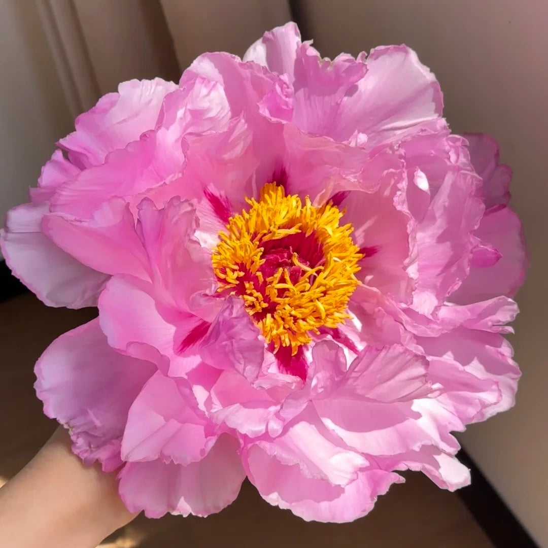 🌸Plant Peonies Once, Enjoy Blooms for Years