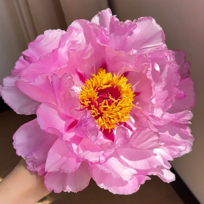 🌸Plant Peonies Once, Enjoy Blooms for Years