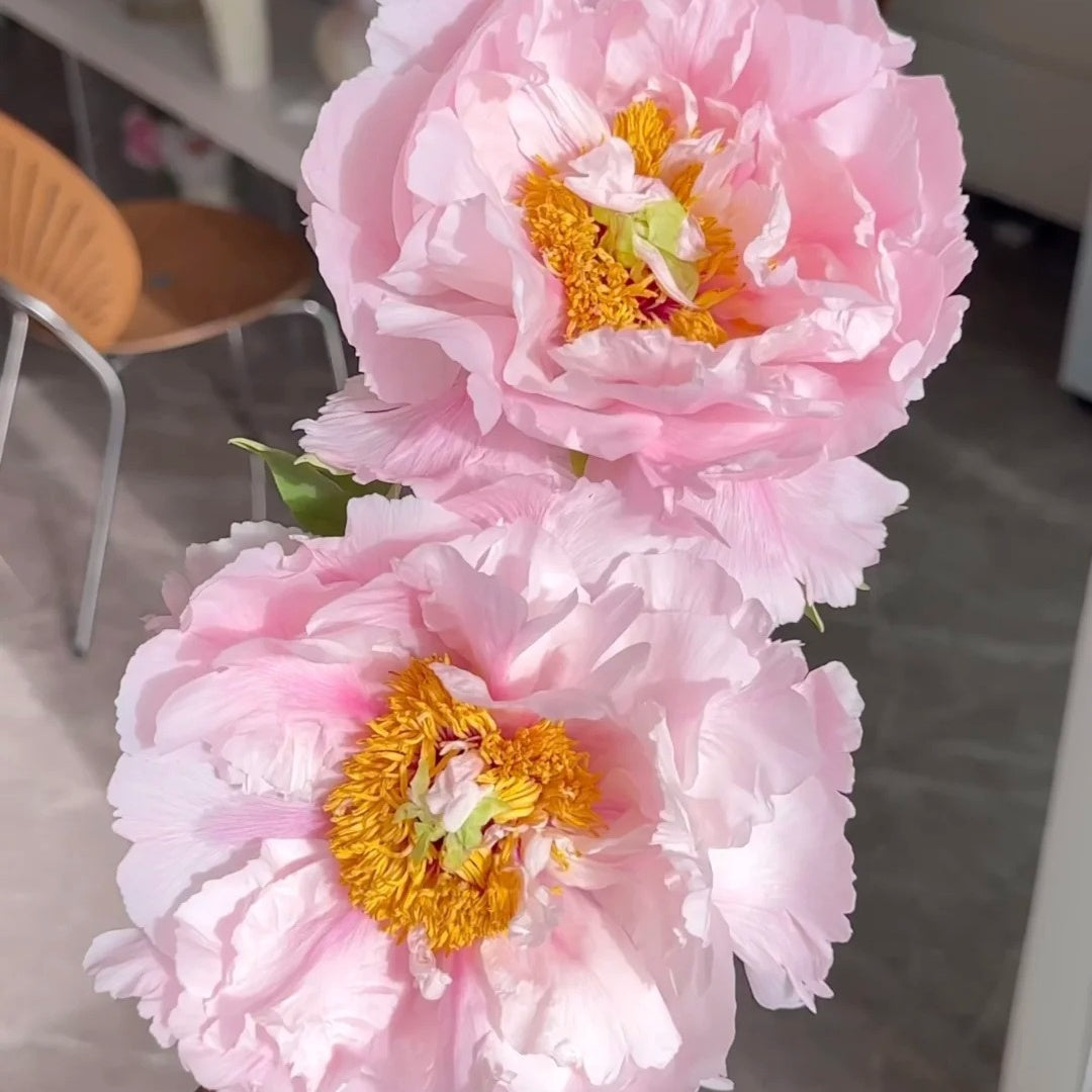 🌸Plant Peonies Once, Enjoy Blooms for Years