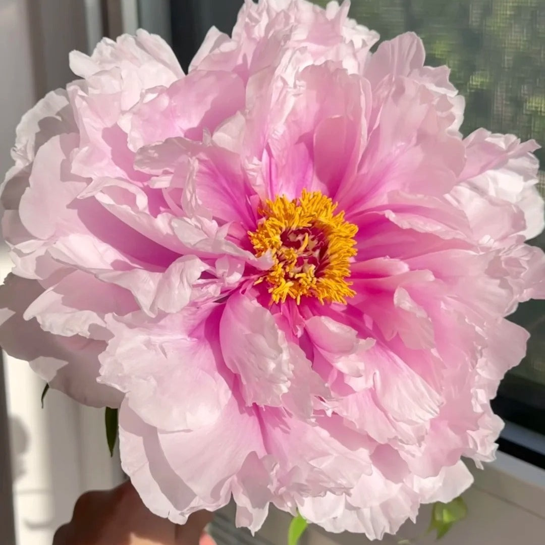 🌸Plant Peonies Once, Enjoy Blooms for Years