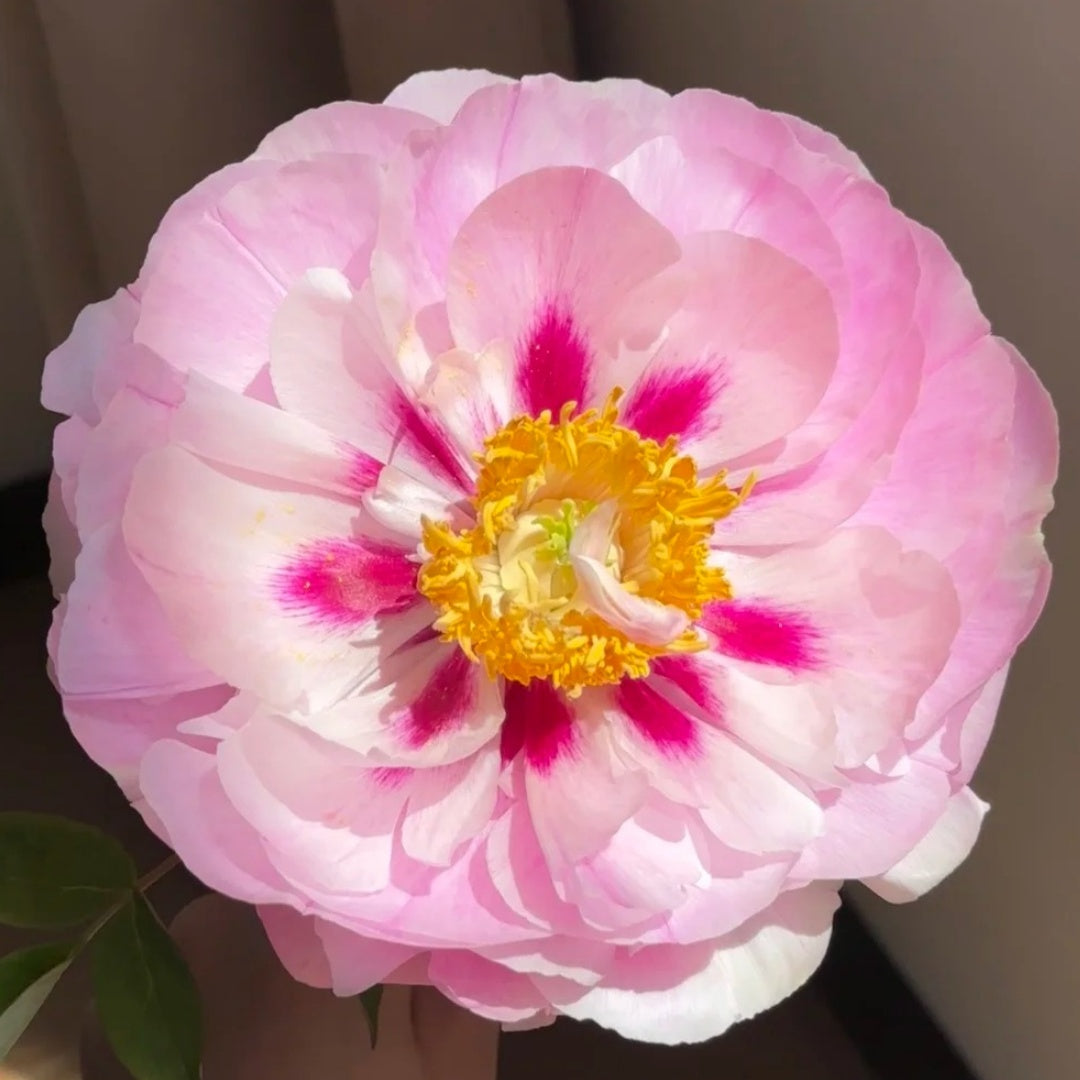 🌸Plant Peonies Once, Enjoy Blooms for Years