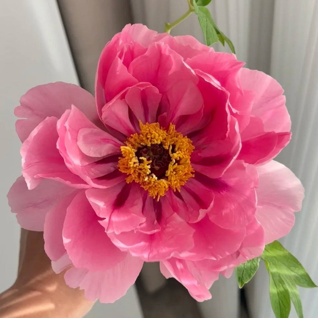 🌸Plant Peonies Once, Enjoy Blooms for Years