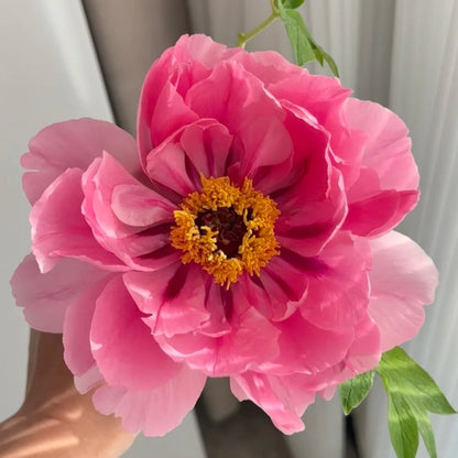 🌸Plant Peonies Once, Enjoy Blooms for Years