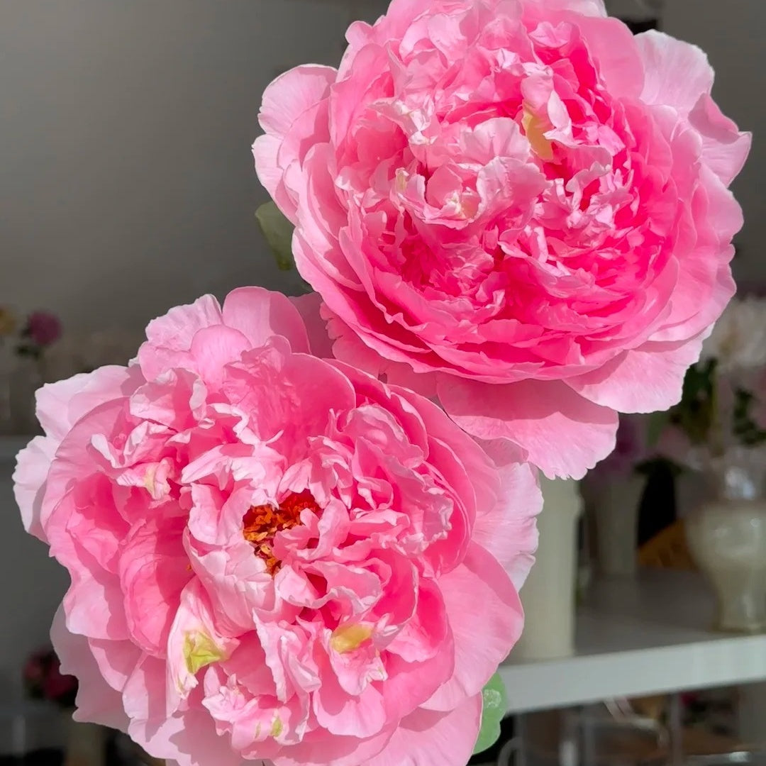 🌸Plant Peonies Once, Enjoy Blooms for Years