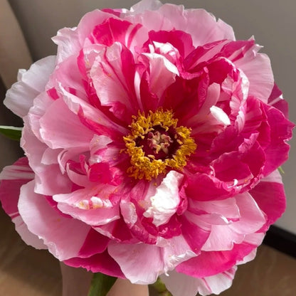 🌸Plant Peonies Once, Enjoy Blooms for Years