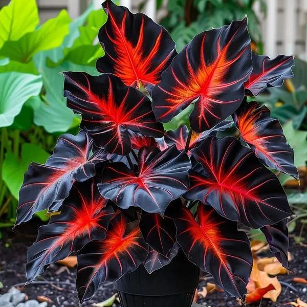 🎊 Giant Caladium Bulbs – Exotic Multicolor Foliage That Brightens Any Garden