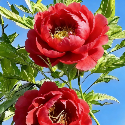 🌸Plant Peonies Once, Enjoy Blooms for Years