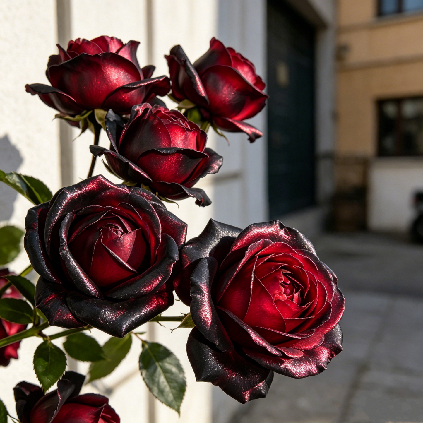 🌹Gradient Pearl Roses Seeds – Multi/Two-Tone Bloom Magic🌈