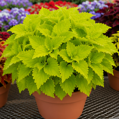 🌿Coleus Bulbs🌷 – Fill Your Garden With Color🌈