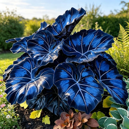 Giant Alocasia Bulbs🍃Transform Your Space with Tropical Majesty