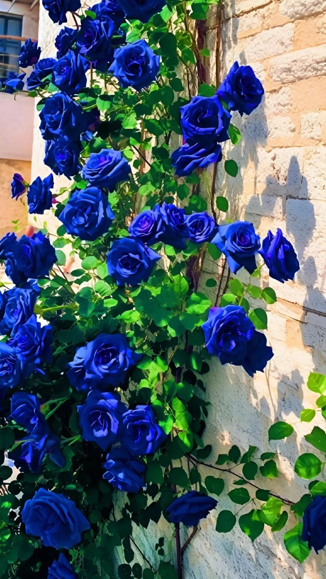 💙 Classic Blue Enchantress Rose Seeds – Mystical Bloom Magic