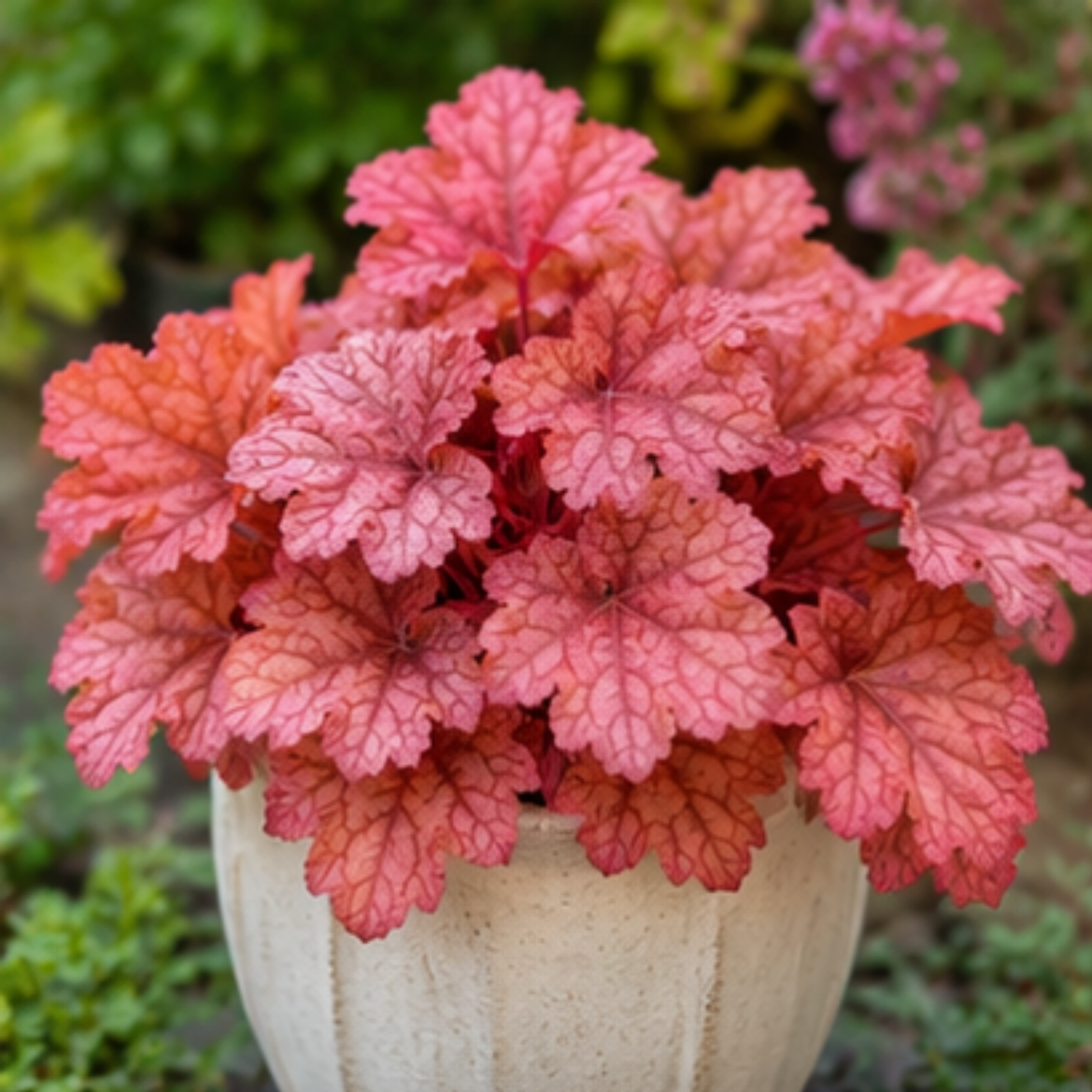 🎨Add Elegant Color to Your Garden - 🌱Heuchera Seeds🌿