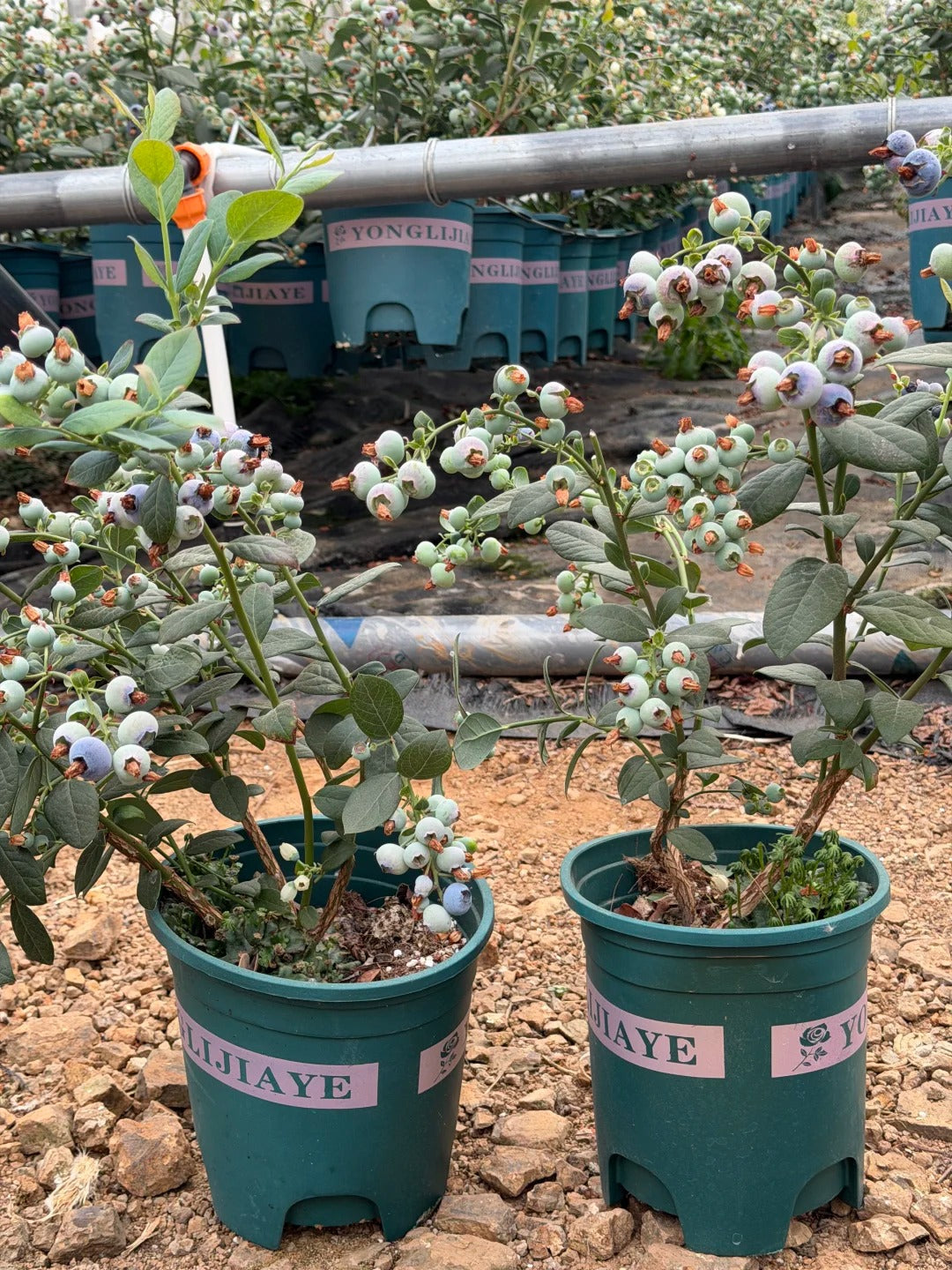 🫐 Giant Blueberry Seeds – Blue & Pink Variety Mix ✨