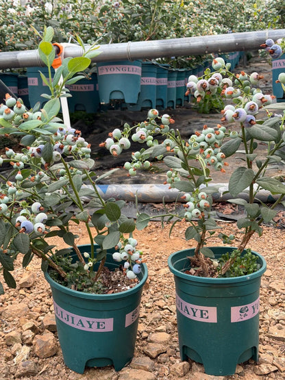 🫐 Giant Blueberry Seeds – Blue & Pink Variety Mix ✨