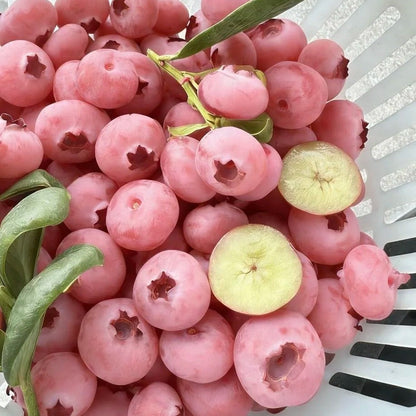 🫐 Giant Blueberry Seeds – Blue & Pink Variety Mix ✨