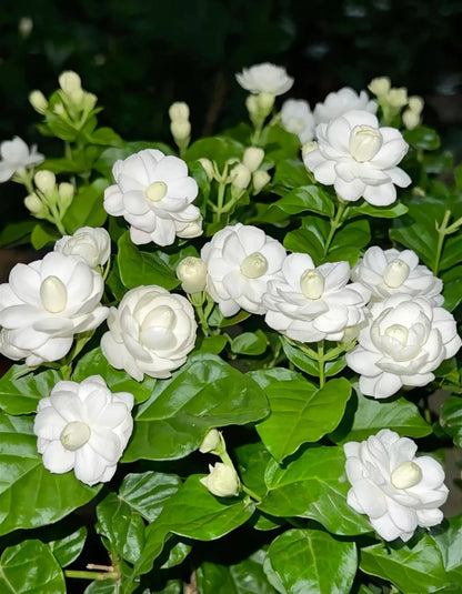 🌸 Pearl Double Jasmine Seeds – Sweet Fragrance