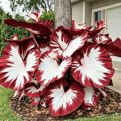 💖 Rainbow Beauty Caladium Bulbs – Lush Multicolor Leaves for a Dreamy Garden