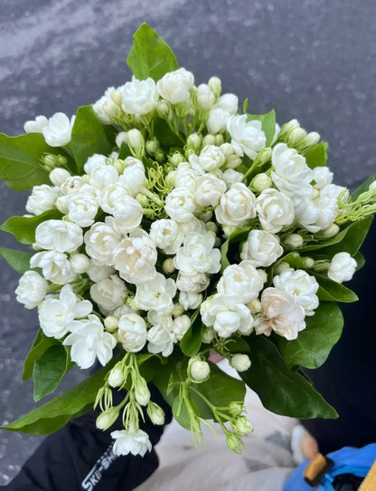 🌸 Pearl Double Jasmine Seeds – Sweet Fragrance