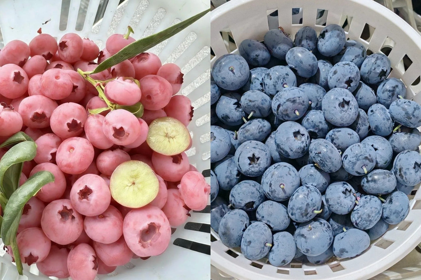 🫐 Giant Blueberry Seeds – Blue & Pink Variety Mix ✨
