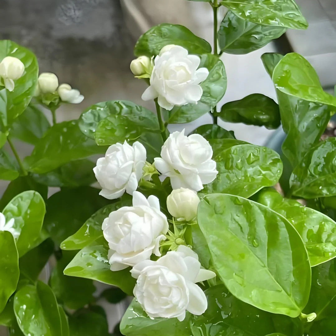 🌸 Pearl Double Jasmine Seeds – Sweet Fragrance