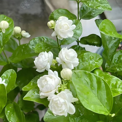 🌸 Pearl Double Jasmine Seeds – Sweet Fragrance
