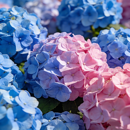 🔥New Arrivals🌸Hydrangea Seeds of Bliss☁️✨