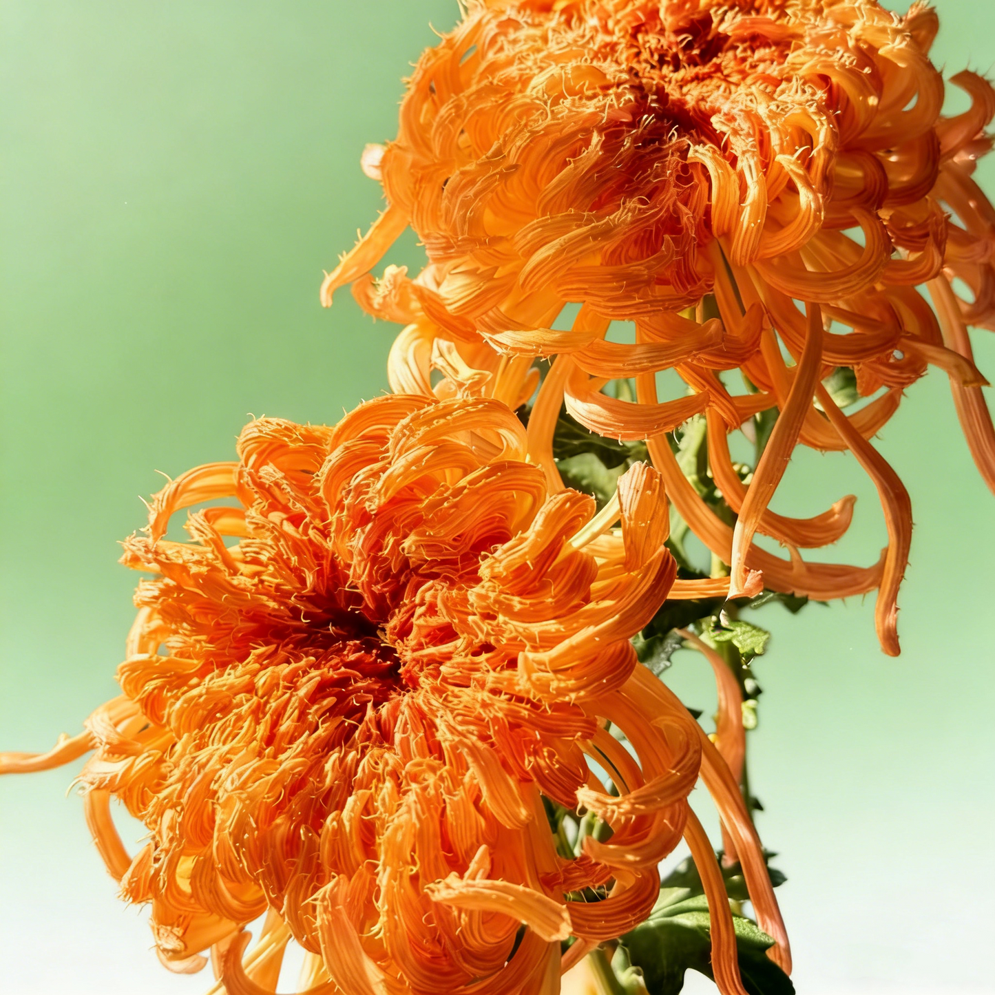 🌼Goose Feather Chrysanthemum Seeds – Mixed Color Pack ✨
